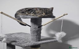 Bengal cats for sale: Kitten and mother for sale - Image 10
