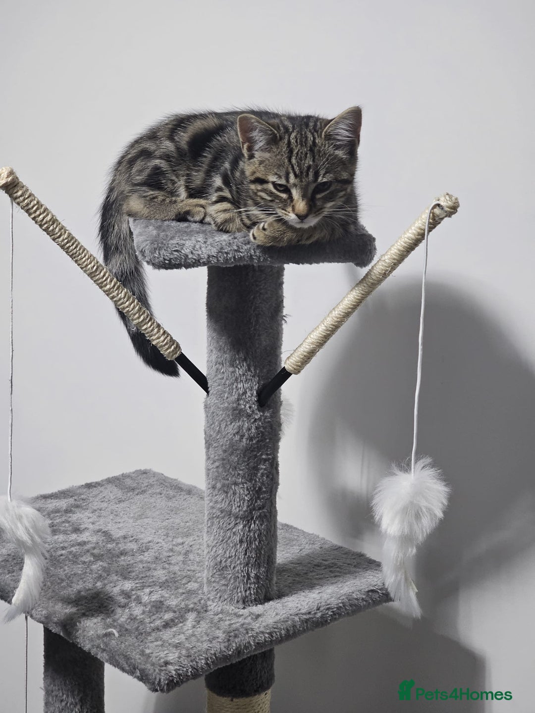 Bengal cats for sale: Kitten and mother for sale - Image 10