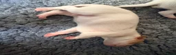 Pointer dogs for sale: Gorgeous English Pointer Puppies - Advert 7