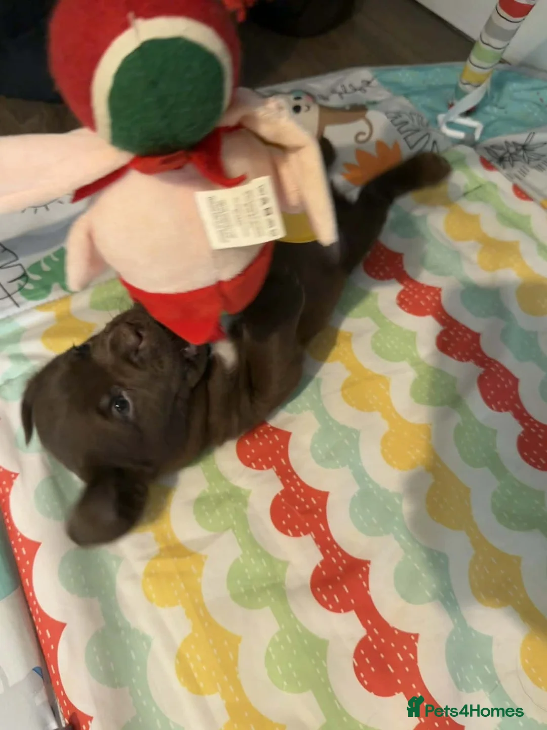 Labrador Retriever dogs for sale: Chocolate Labrador Retriever Puppies-Family Raised - Advert 19