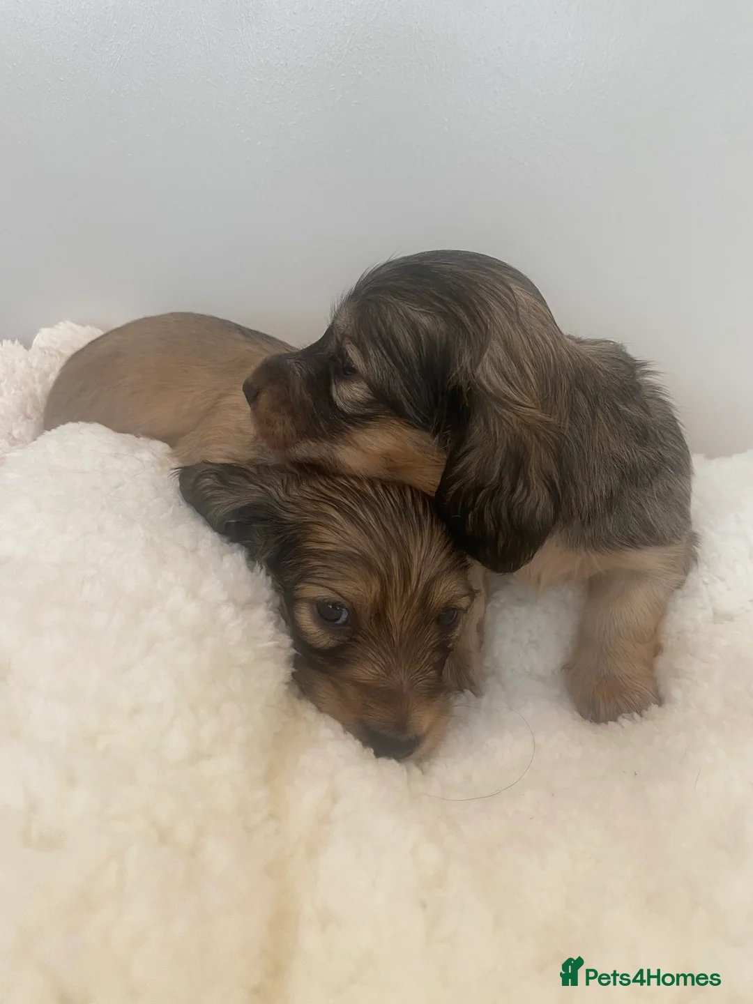 Miniature Dachshund dogs for sale: Two shaded cream boys available . - Advert 6