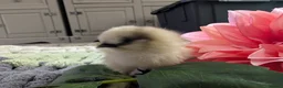 Chickens poultry for sale: Beautiful champion bloodline blue silkies  - Advert 13