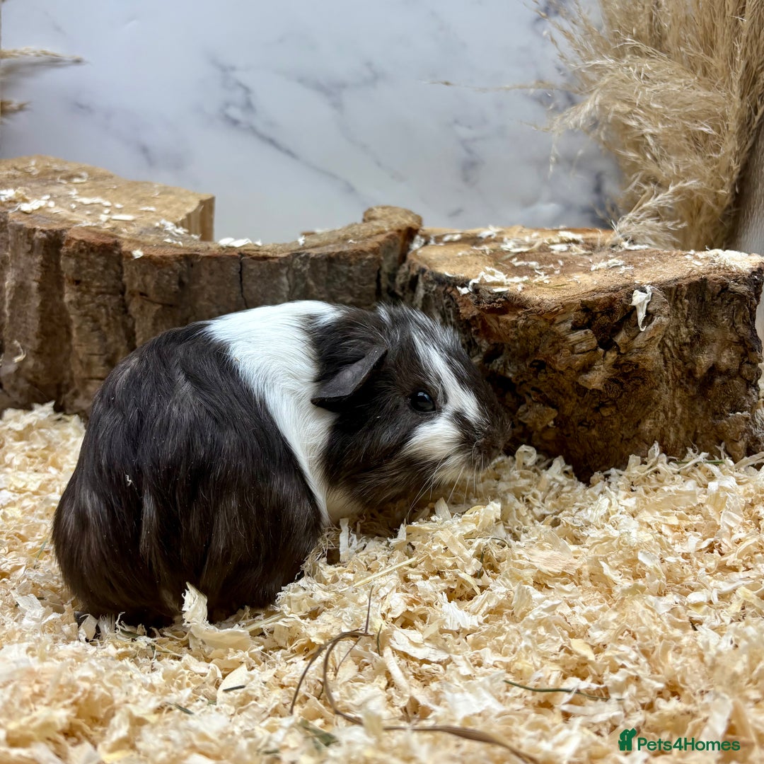 Guinea Pig rodents for sale: Lots of Baby Girls Guinea Pigs available 💗  - Image 9