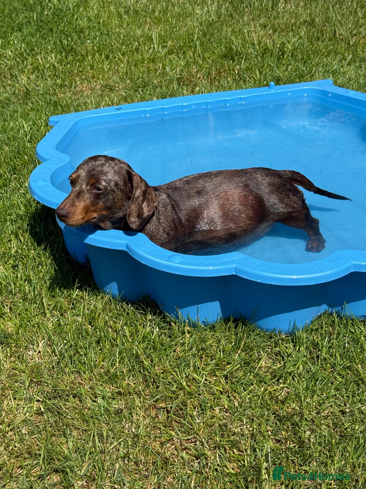 Miniature Dachshund dogs Two beautiful miniature dachshund marble puppies  - Advert 1