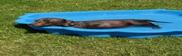 Miniature Dachshund dogs for sale: Two beautiful miniature dachshund marble puppies  - Advert 1