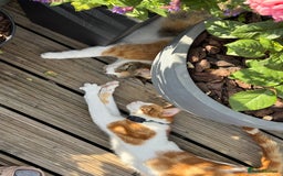 Mixed Breed cats for sale: Big kitten needs new home - Image 8