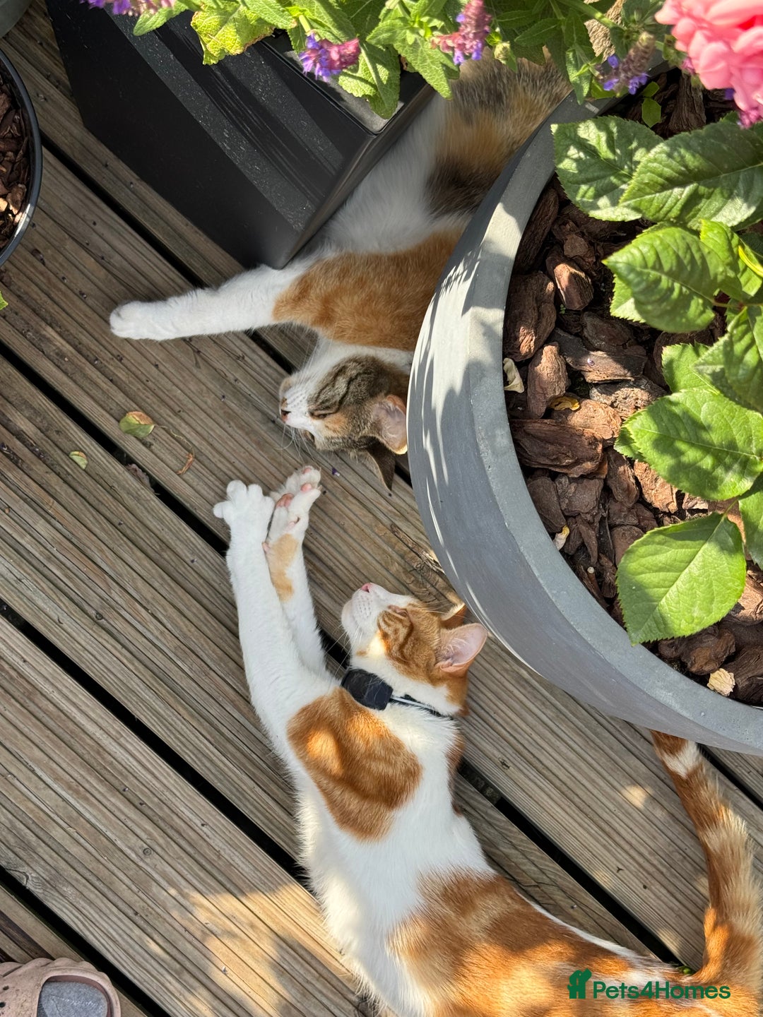 Mixed Breed cats for sale: Big kitten needs new home - Image 8