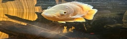 Other/Mixed Breed fish for sale: Albino Oscar - Advert 5