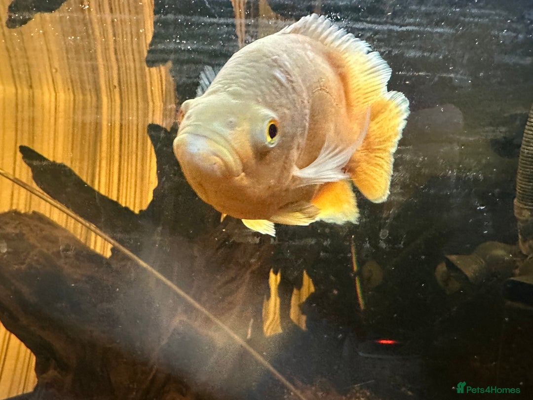 Other/Mixed Breed fish for sale: Albino Oscar - Advert 5