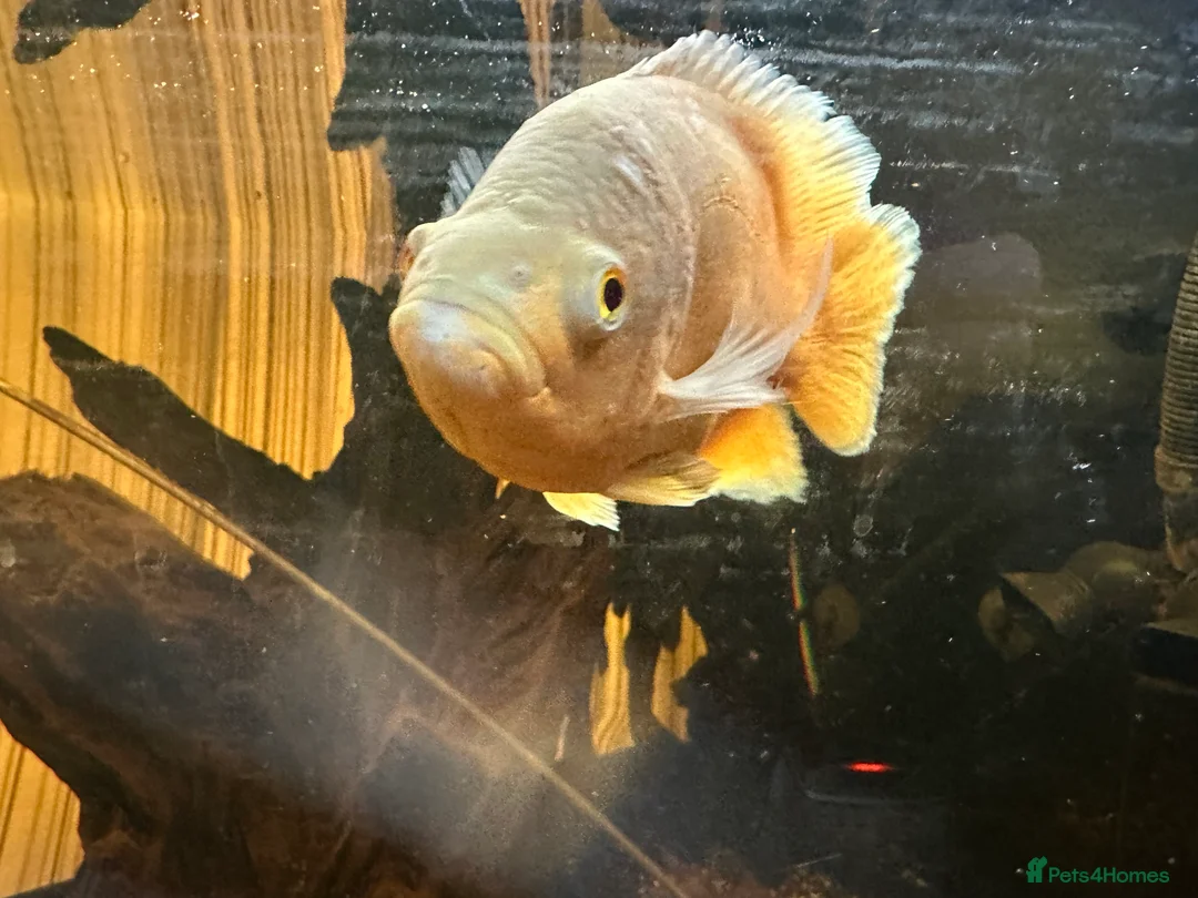Other/Mixed Breed fish for sale: Albino Oscar - Advert 5