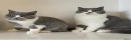 British Shorthair cats for sale: Adorable GCCF REG BSH - ready to leave - Advert 23