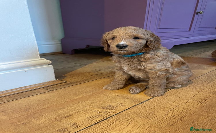 Mini Goldendoodle dogs - Advert 1