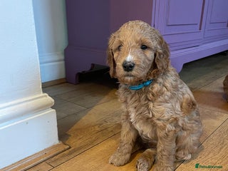 Mini Goldendoodle dogs - Advert 2