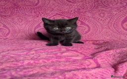 British Shorthair cats for sale: British short hair cross kittens, grey black.  - Image 20
