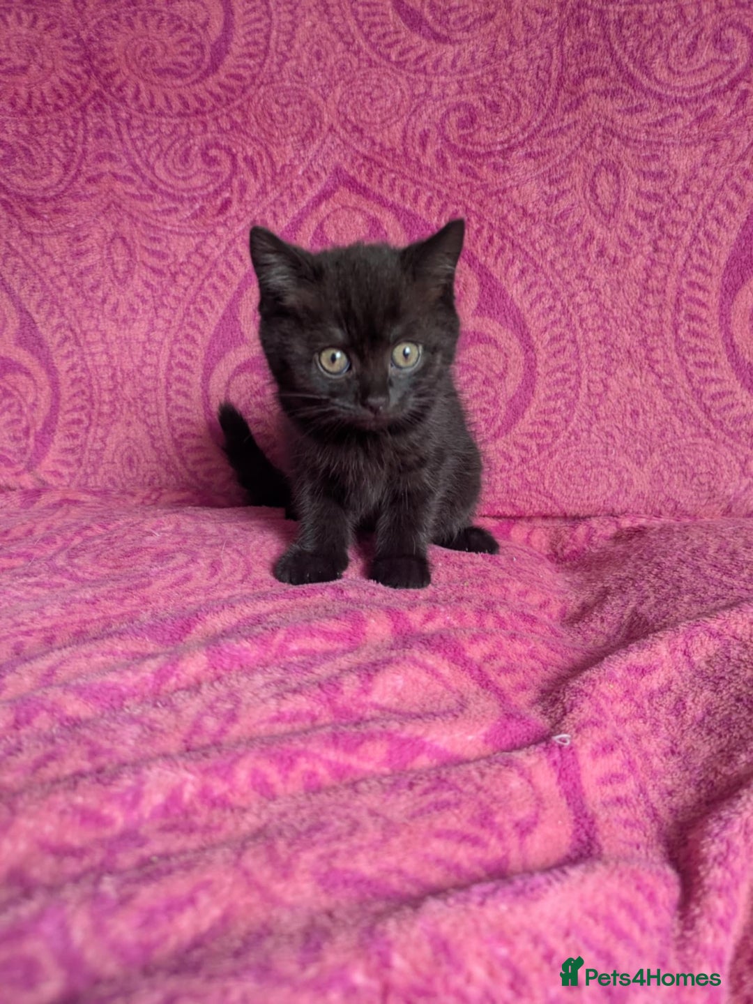 British Shorthair cats for sale: British short hair cross kittens, grey black.  - Image 20