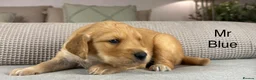 Goldendoodle dogs for sale: HEREDITARY HEALTH TESTED MUM. DNA TESTED DAD - Advert 7