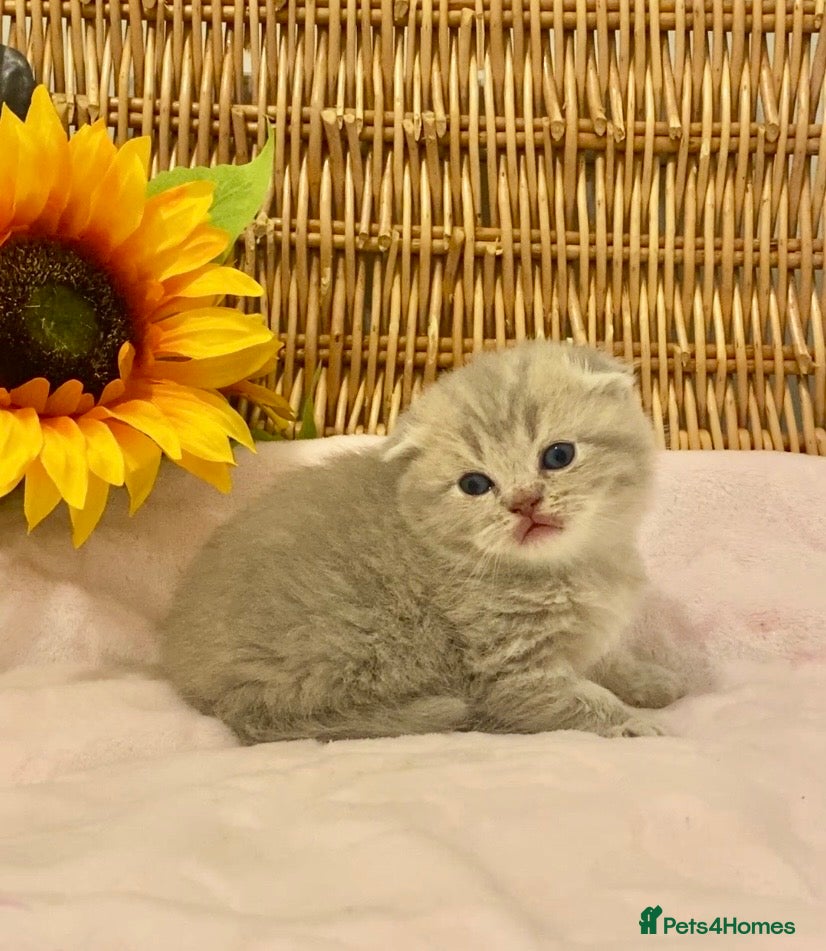 Scottish Fold cats 🧸EXTREMELY RARE CHAMP LINE FAWN SCOTTISH/BSH 😻🧸 - Advert 18