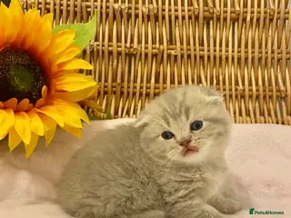 Scottish Fold cats 🧸EXTREMELY RARE CHAMP LINE FAWN SCOTTISH/BSH 😻🧸 - Advert 18