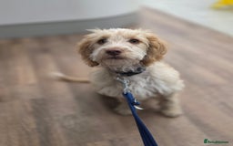 Cockapoo dogs for sale: F1 golden cockerpoo - Image 1