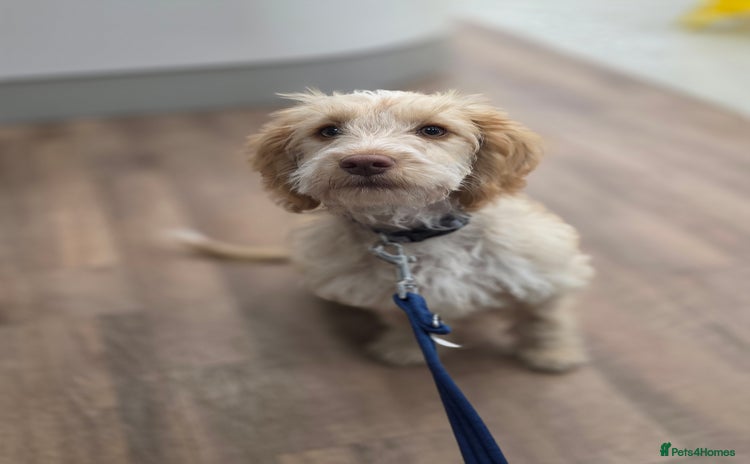 Cockapoo dogs - Advert 1