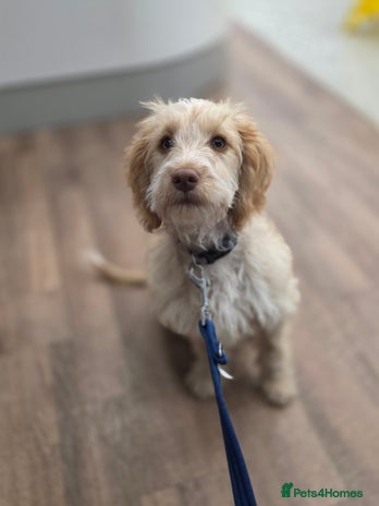 Cockapoo dogs - Advert 1