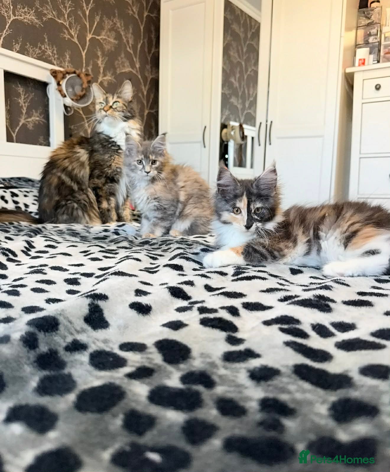 Maine Coon cats BEAUTIFUL GIRLS MAINE COON KITTENS AVAILABLE NOW🐱 - Advert 8