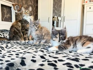 Maine Coon cats BEAUTIFUL GIRLS MAINE COON KITTENS AVAILABLE NOW🐱 - Advert 14