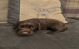 Cocker Spaniel dogs for sale: cocker spaniel pups for sale short tailed workers - Image 4