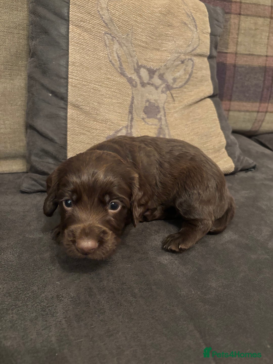 Cocker Spaniel dogs for sale: cocker spaniel pups for sale short tailed workers - Image 4