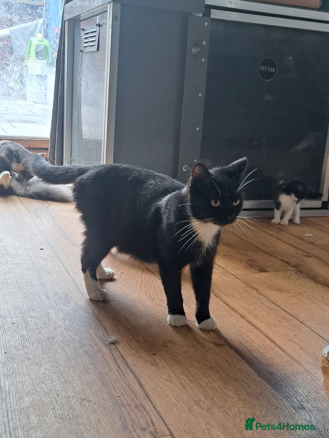 Ragdoll cats for sale: Ragdoll cross babies - Advert 3