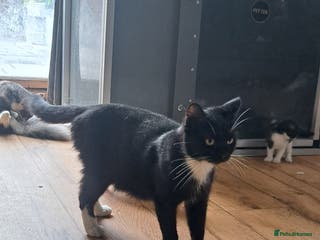 Ragdoll cats Ragdoll cross babies - Advert 7