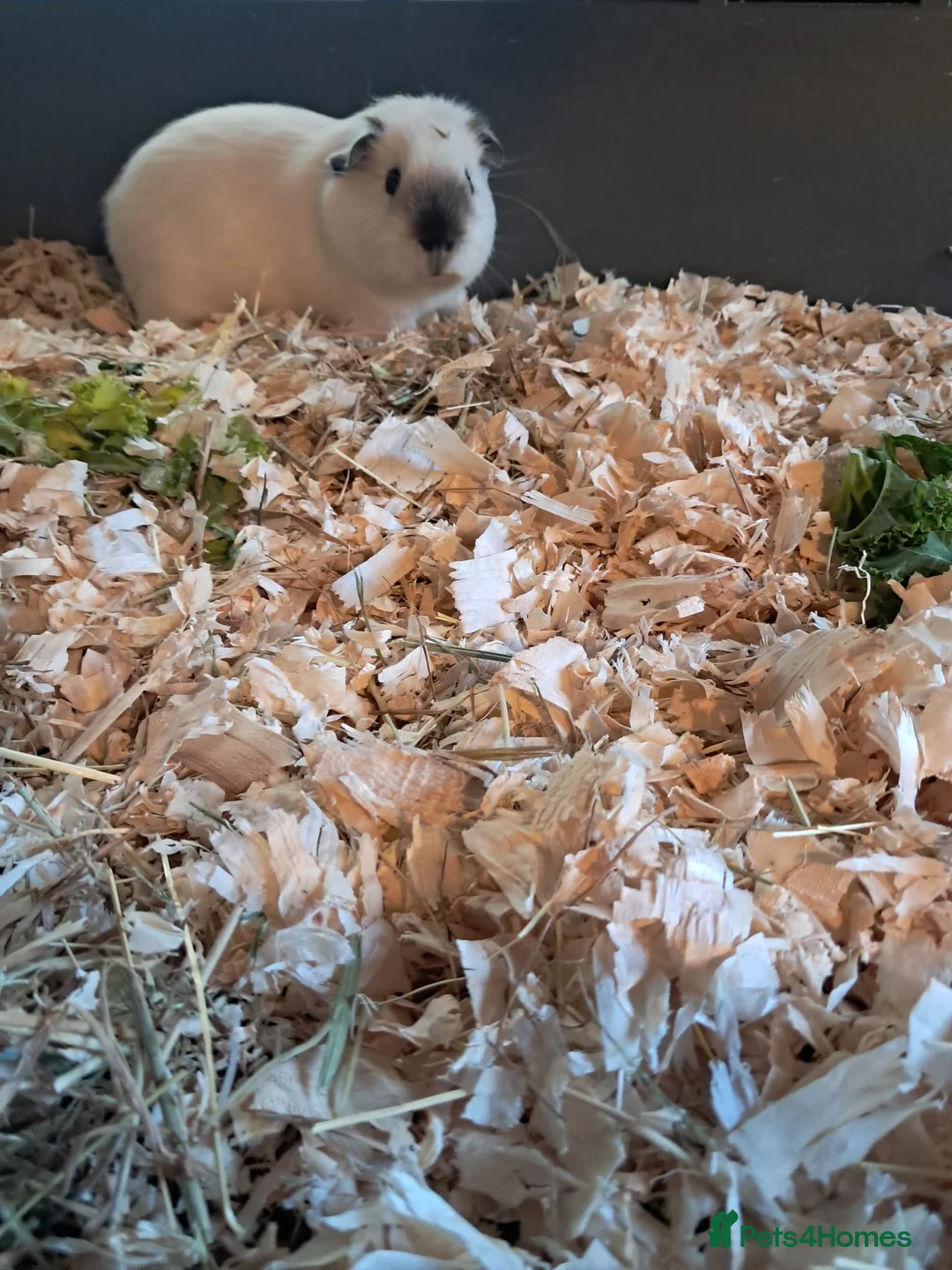 Guinea Pig rodents for sale: BEAUTIFUL PURE BABY BOY CALIFORNIANS AND TEDDIES. - Advert 4