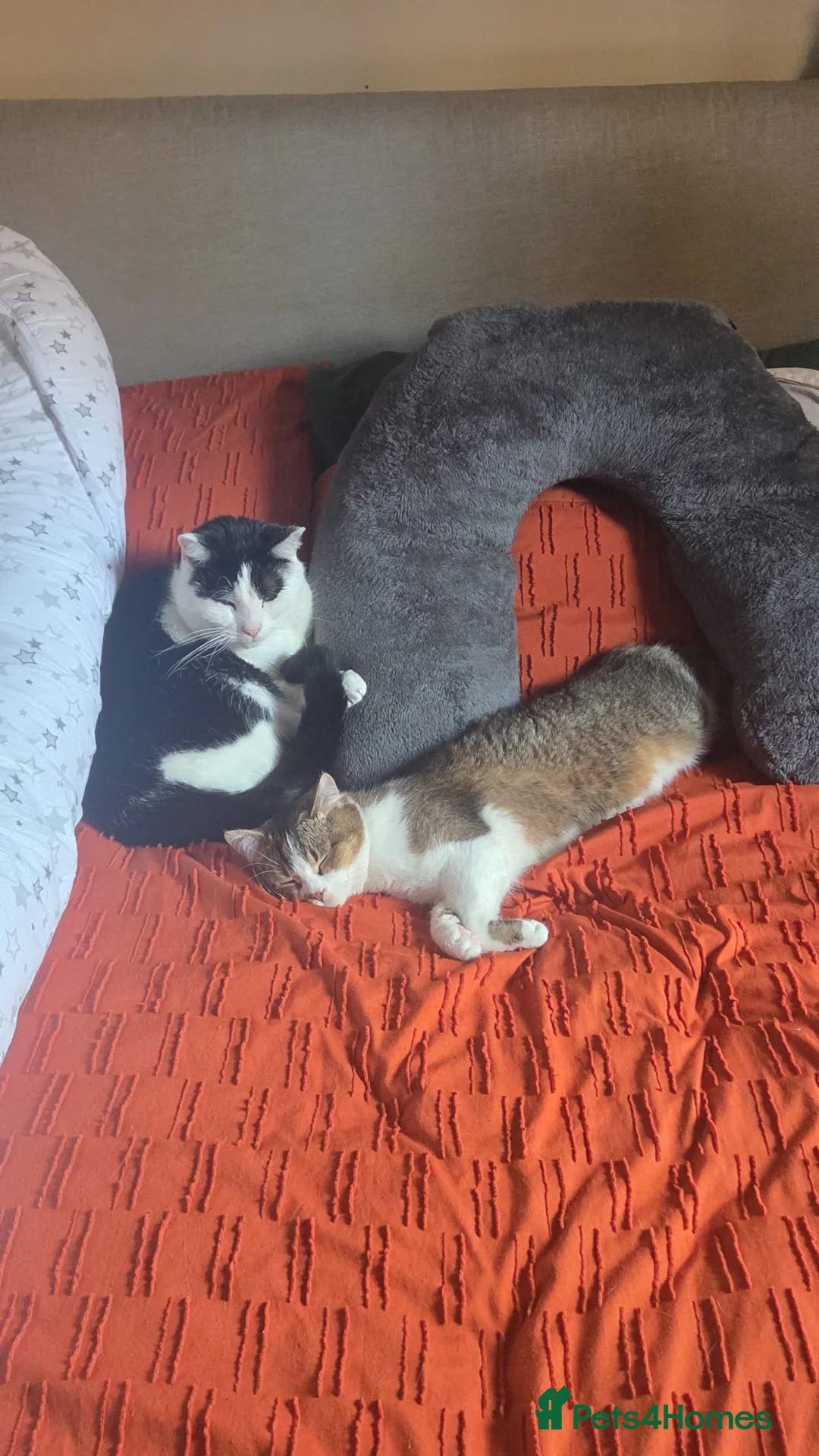 Domestic Shorthair cats for sale: 2 Male Cats in Liverpool - Advert 9