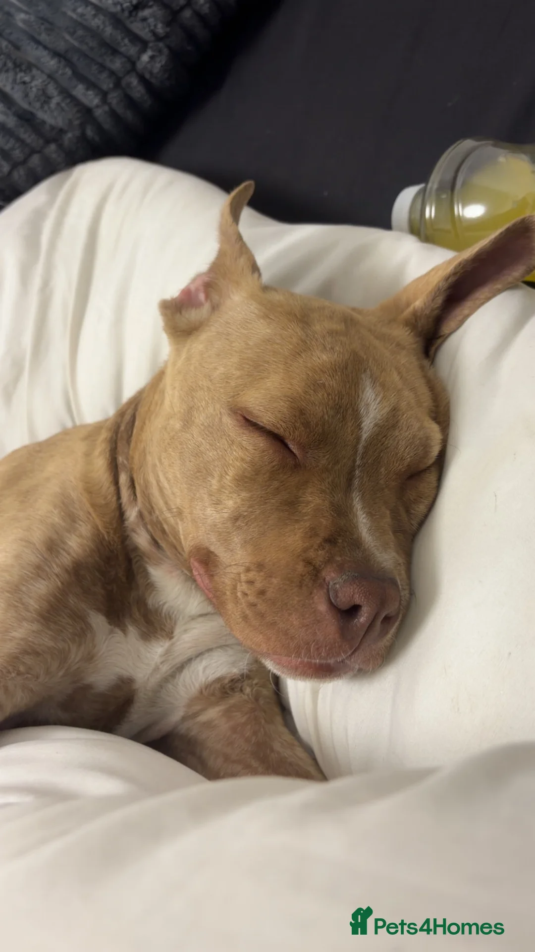 American Bulldog dogs for sale: American bulldog GIRL in Halifax - Advert 1