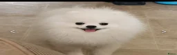 Pomeranian dogs for sale: Pomeranian puppy’s  - Advert 19