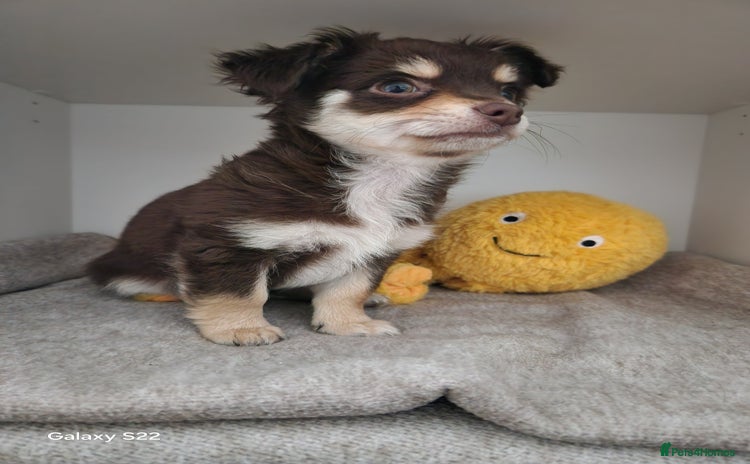 Chihuahua dogs - Advert 10