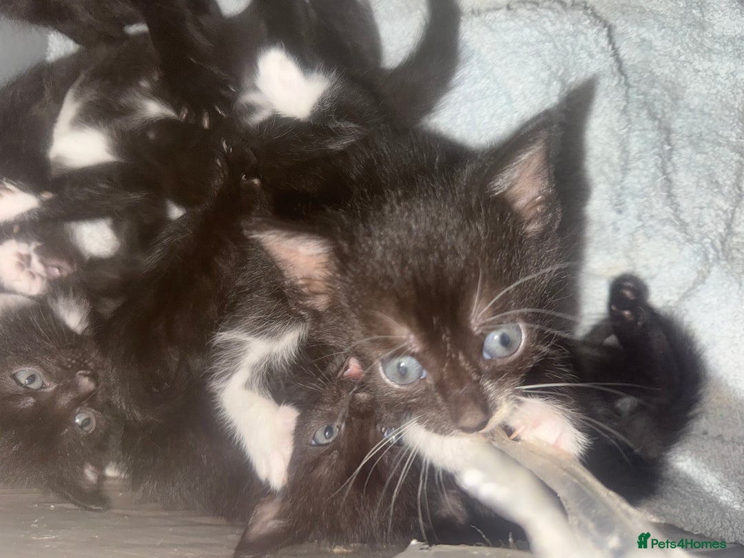 Bengal cats for sale: Cross Bengals  - Image 3