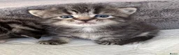 Mixed Breed cats for sale: Beautiful fluffy mixed British Shorthair kittens  - Advert 3