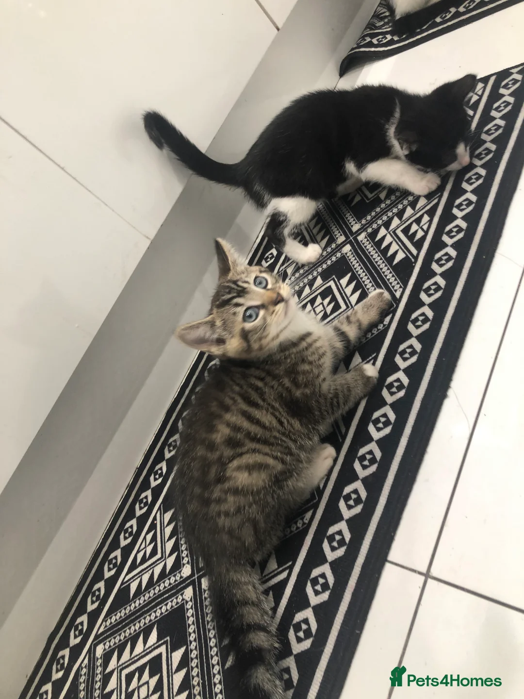 Mixed Breed cats for sale: 3 Lovely Kittens Ready Now  - Advert 5