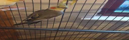 Cockatiels birds for sale: Birds - Advert 1