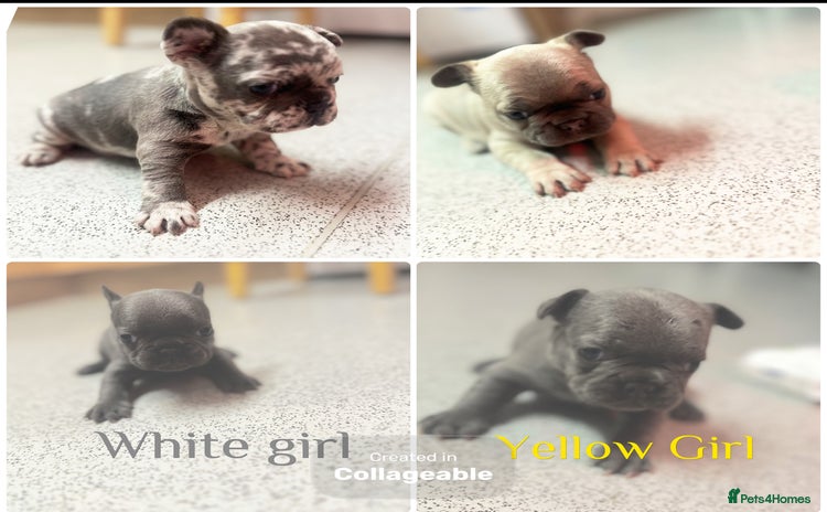 French Bulldog dogs 4 Beautiful Girl Frenchie's  - Advert 10