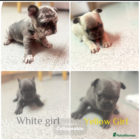 French Bulldog dogs 4 Beautiful Girl Frenchie's - Advert 5