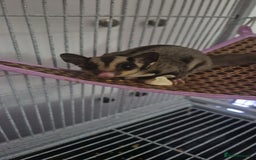 Sugar Glider rodents for sale: 2 female sugar gliders for sale - Image 13