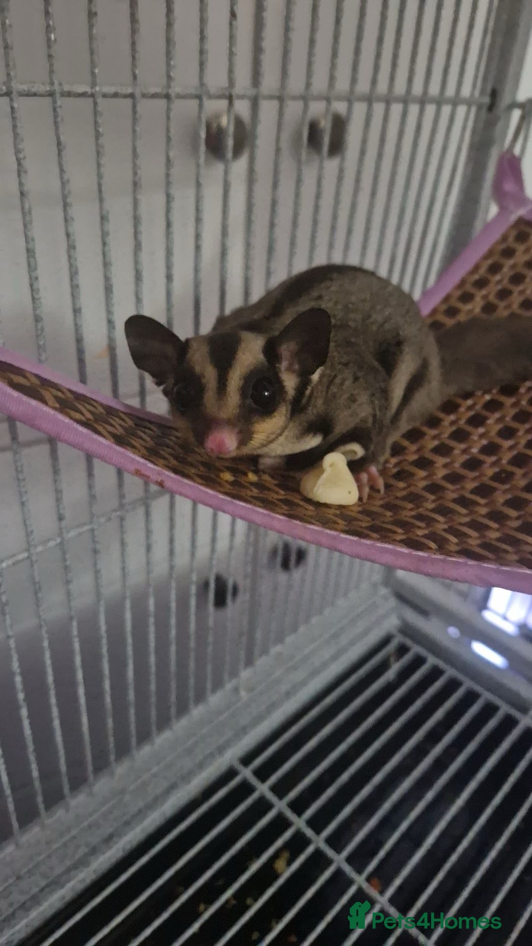 Sugar Glider rodents for sale: 2 female sugar gliders for sale - Image 13