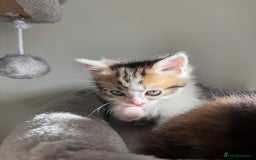 Persian cats for sale: mixed bombay and persian kittens  - Image 26