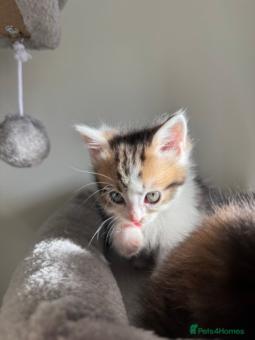 Persian cats for sale: mixed bombay and persian kittens  - Image 26