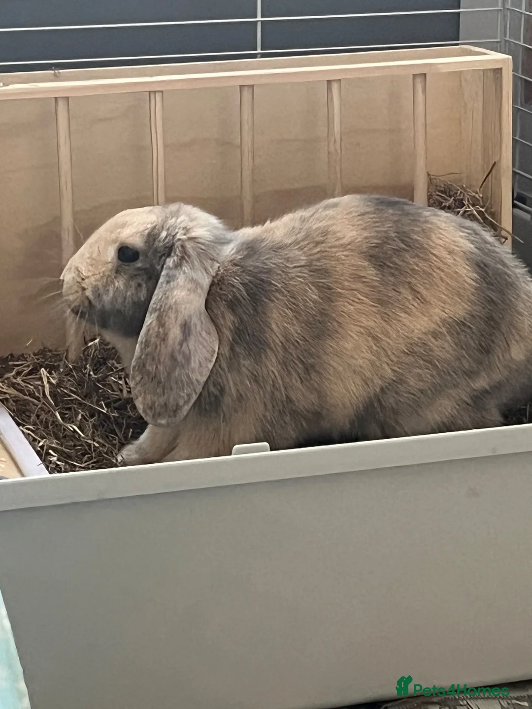 Mini Lop rabbits for sale: Hugo hops💙🦋 in Dagenham - Advert 8