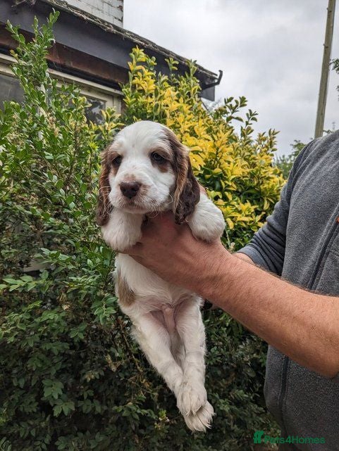 Cockapoo dogs Stunning Cockapoo puppies available this week - Advert 2