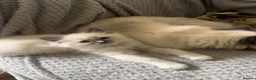 Ragdoll cats for sale: BLUE POINT RAGDOLL GIRL - Advert 9