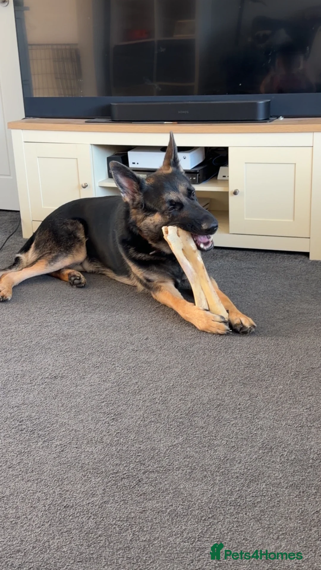 German Shepherd dogs for sale: Lovely German Shepherd for sale - Advert 2